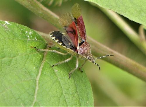 Réf. 265 700 : Dolycoris baccarum